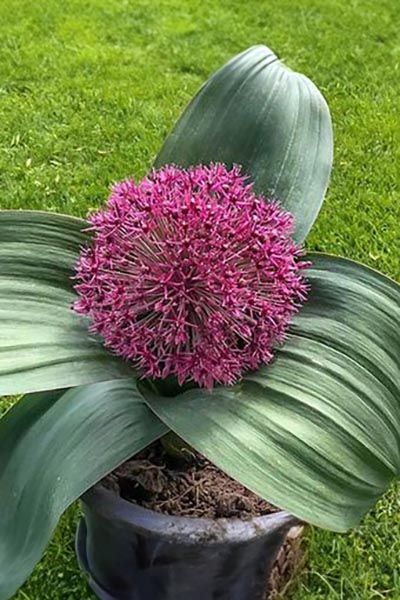 Allium Red Giant